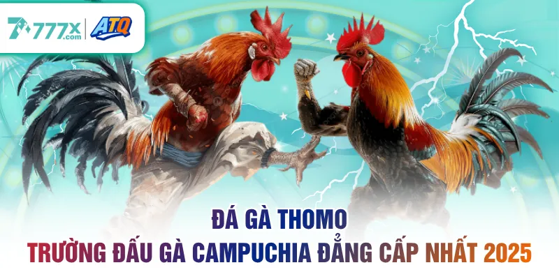 Đá gà Thomo
